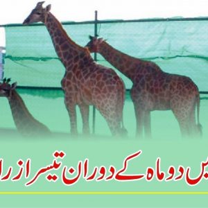 Death of Giraffe in Peshawar Zoo