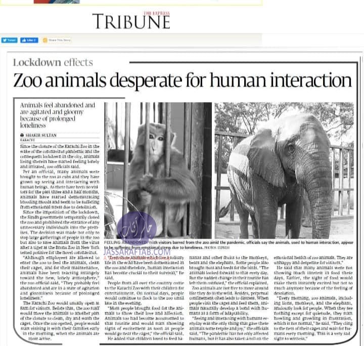 Zoo animals missing human during lockdown