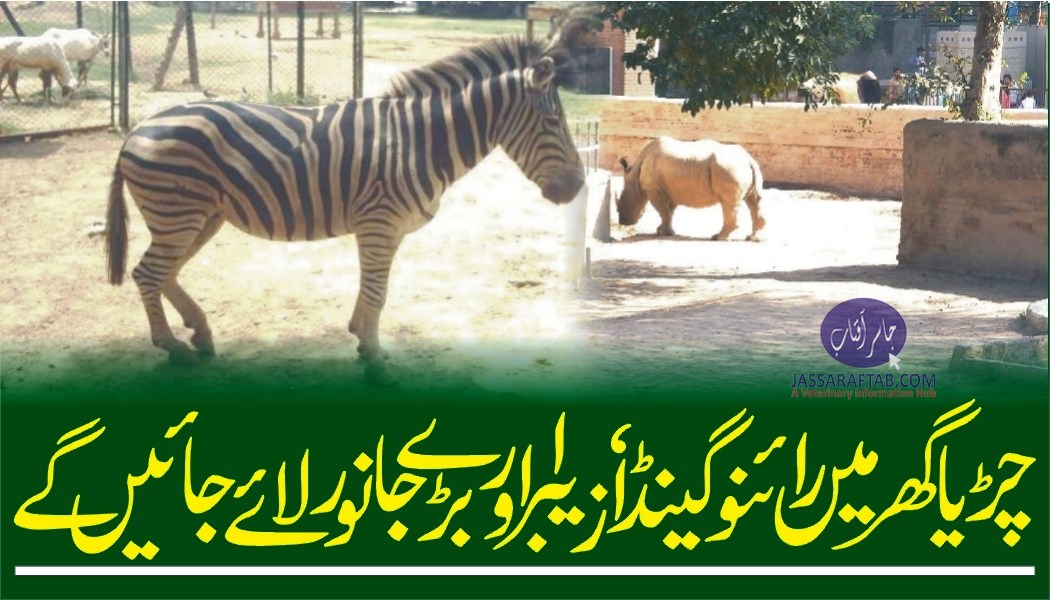 New animals in Karachi zoo will be entered