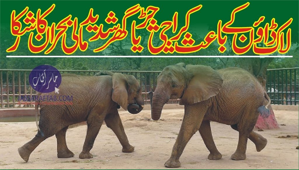 Karachi Zoo struggles with finances