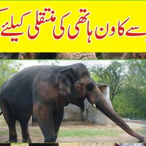 IHC ordered to shift kaavan elephant