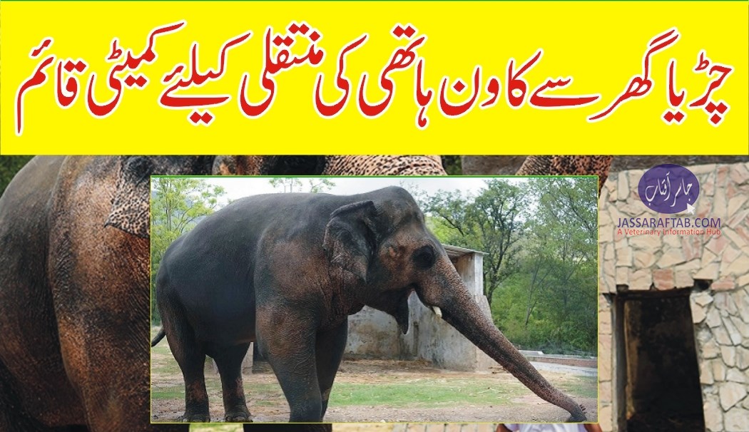 IHC ordered to shift kaavan elephant