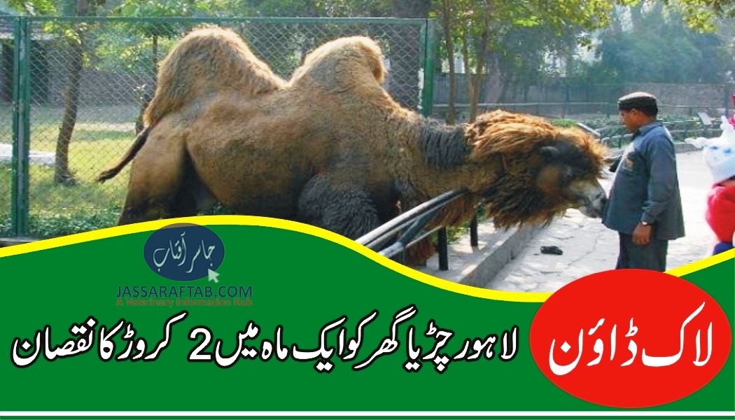 Lahore zoo in crisis