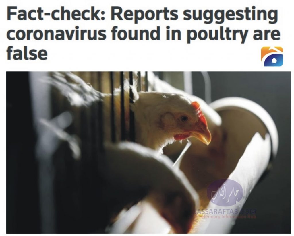 Coronavirus in chicken and reality