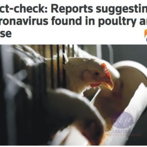 Coronavirus in chicken and reality