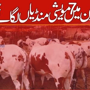 Seven cattle markets in Gujranwala division