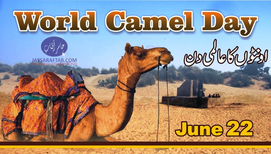 World Camel Day 2020