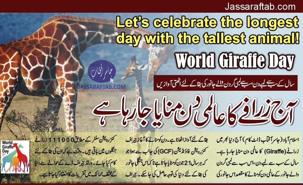 World Giraffe Day | Giraffe Population according to Giraffe Conservation Centre