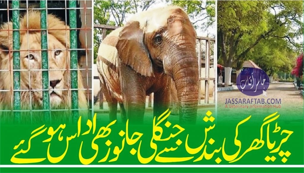 Zoo animals missing the human interaction