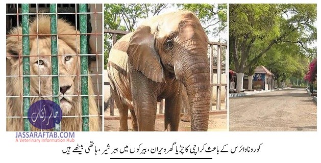 Elephant and Lion in Karachi Zoo