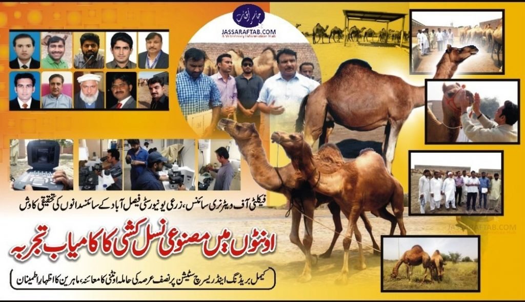 Camel breeding and camel reproduction. Camel research