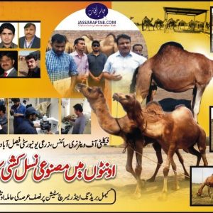 Camel breeding and camel reproduction. Camel research