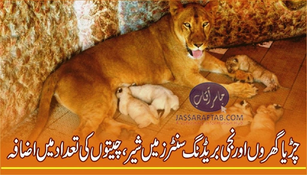 Breeding of Tigers and Cats