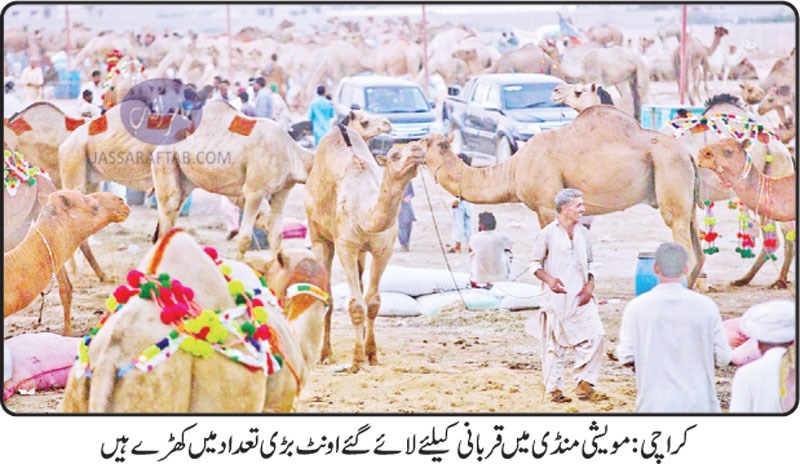Sacrificial Camel in cattle markets set up for Eid Ul Azha