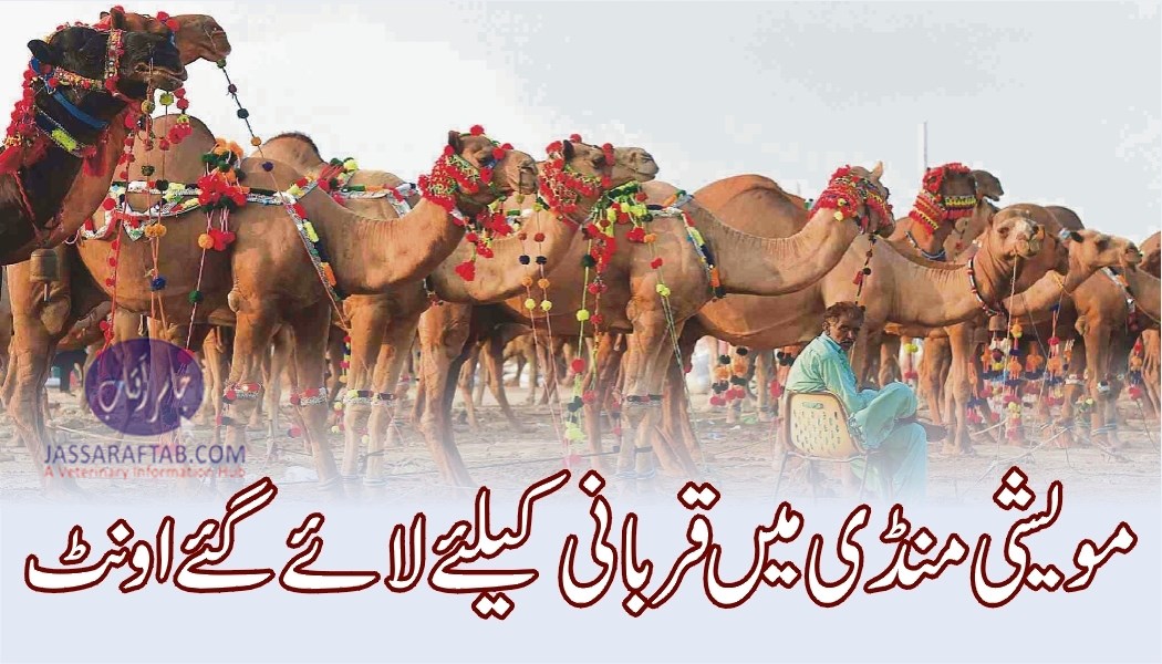 Sacrificial Camel in cattle markets set up for Eid Ul Azha