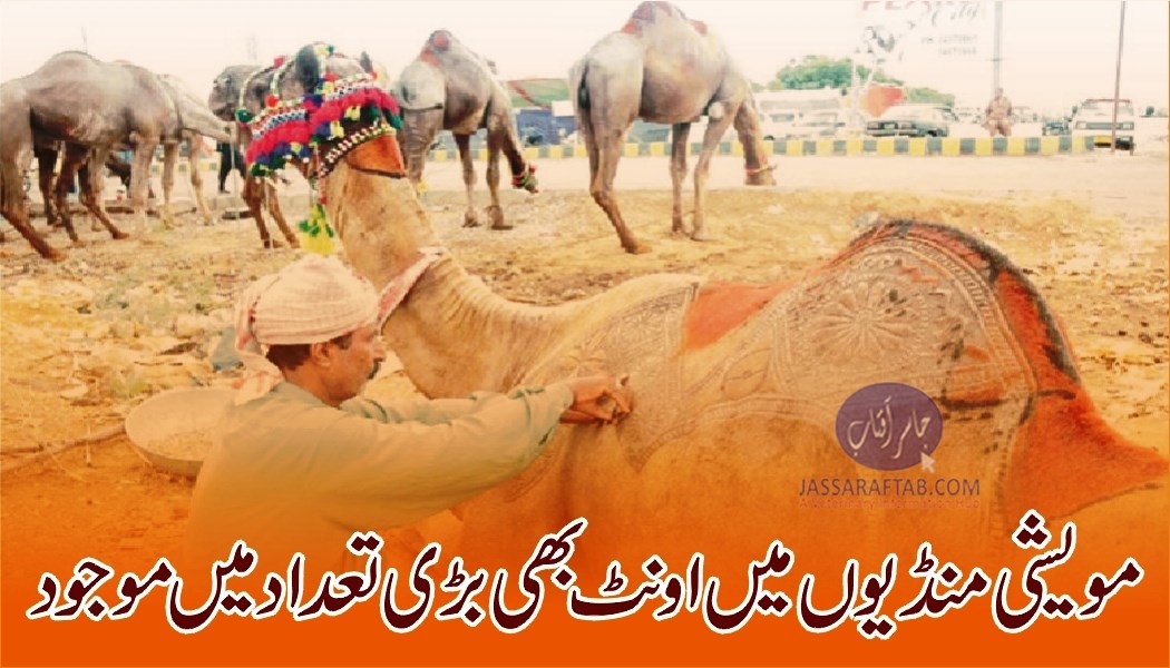 Camel in cattle markets for sale