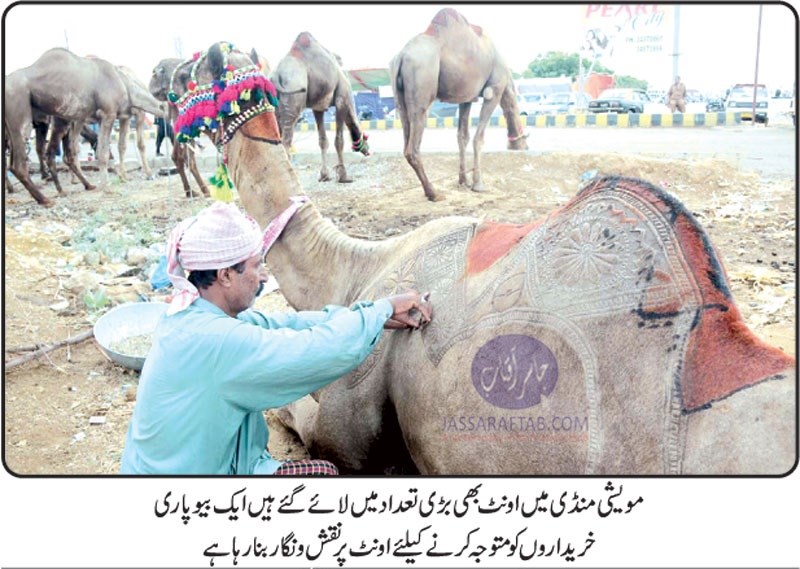 Camel in cattle markets for sale on Eid ul Adha