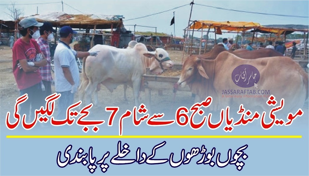 Cattle markets to remain open from 6am to 7pm