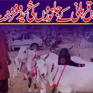 Cattle Markets in city areas