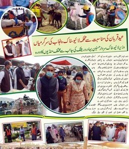 Activities of livestock department Punjab on Eid ul Adha