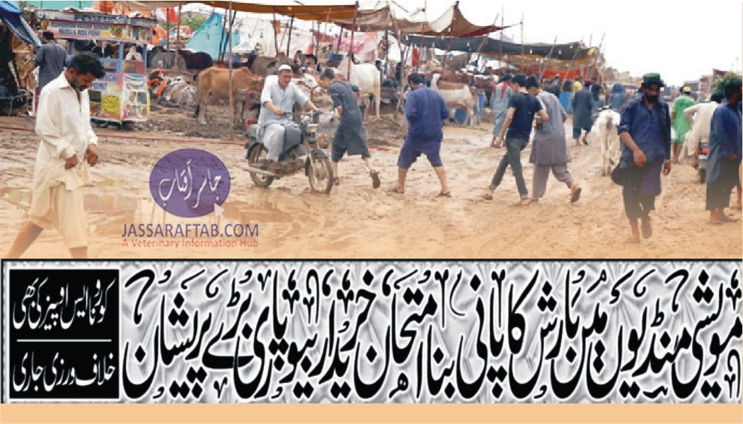 Rain disturbs vendors and purchasers at cattle markets