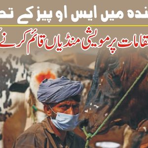 Sindh allowed setting up of cattle markets under strict SOPs