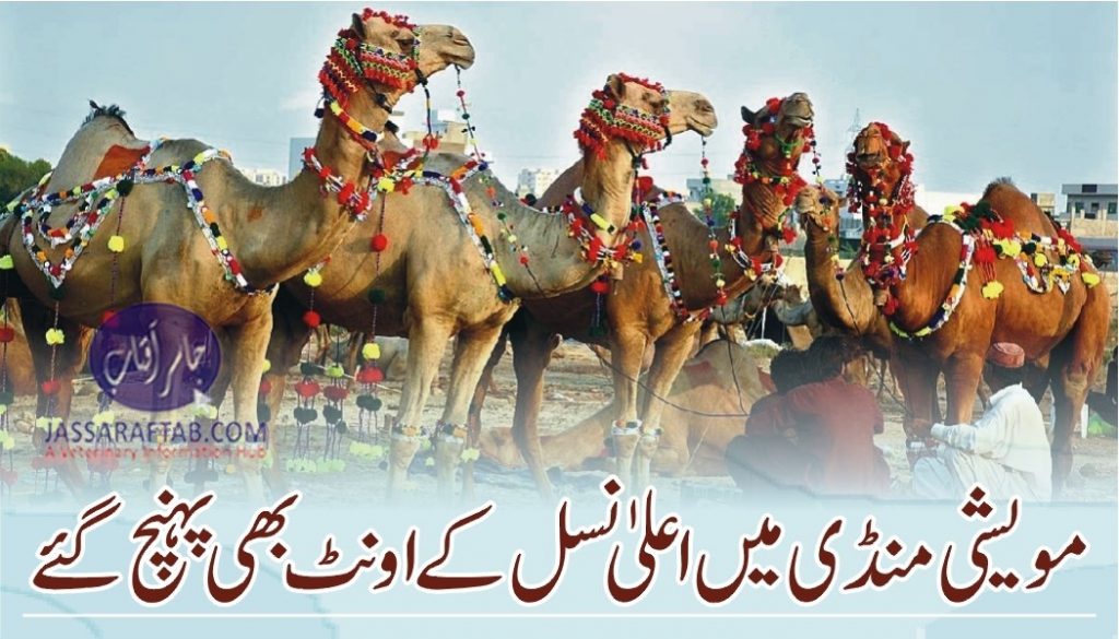 Sacrificial camels at cattle markets