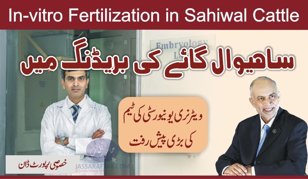Embryo Transfer in Sahiwal Cow