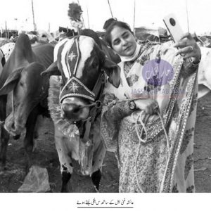 Young girl selling cows at cattle market  in Karachi 
