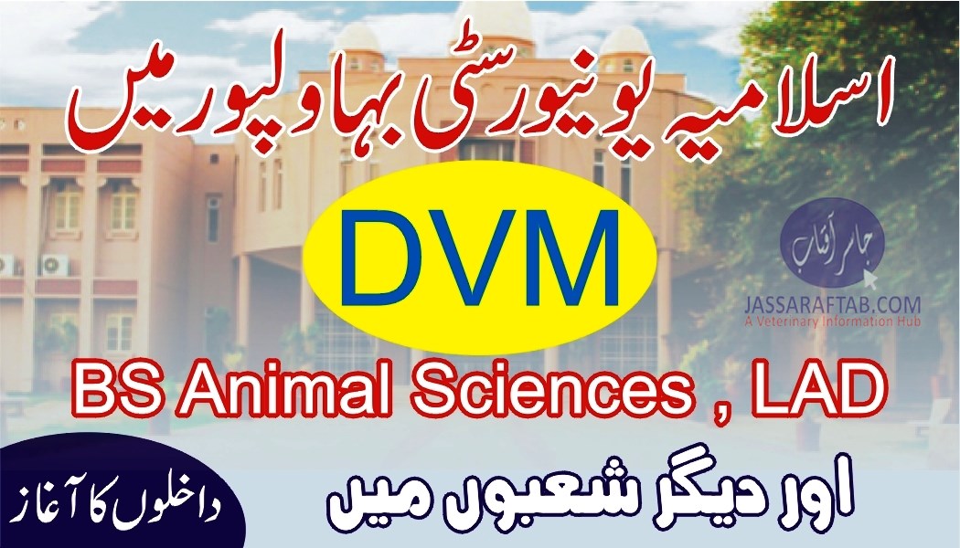 اسلامیہ یونیورسٹی بہاولپور میں ڈی وی ایم اور دیگر شعبوں میں داخلوں کا آغاز
