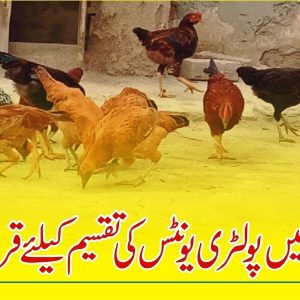 Distribution of poultry units