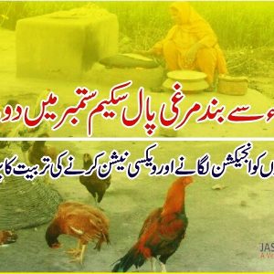 Distribution of poultry units in rural areas