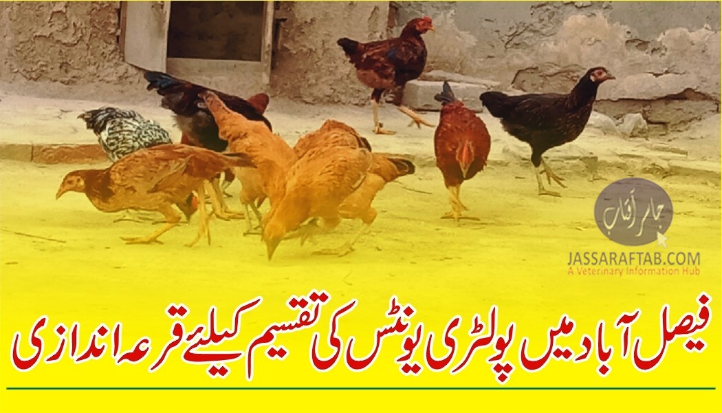 Distribution of poultry units