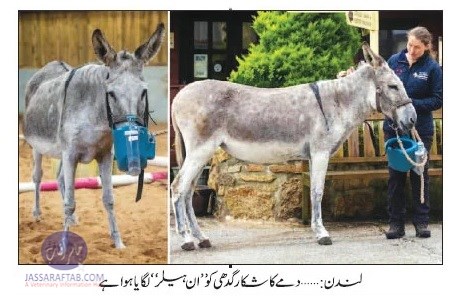 Donkey Inhaler