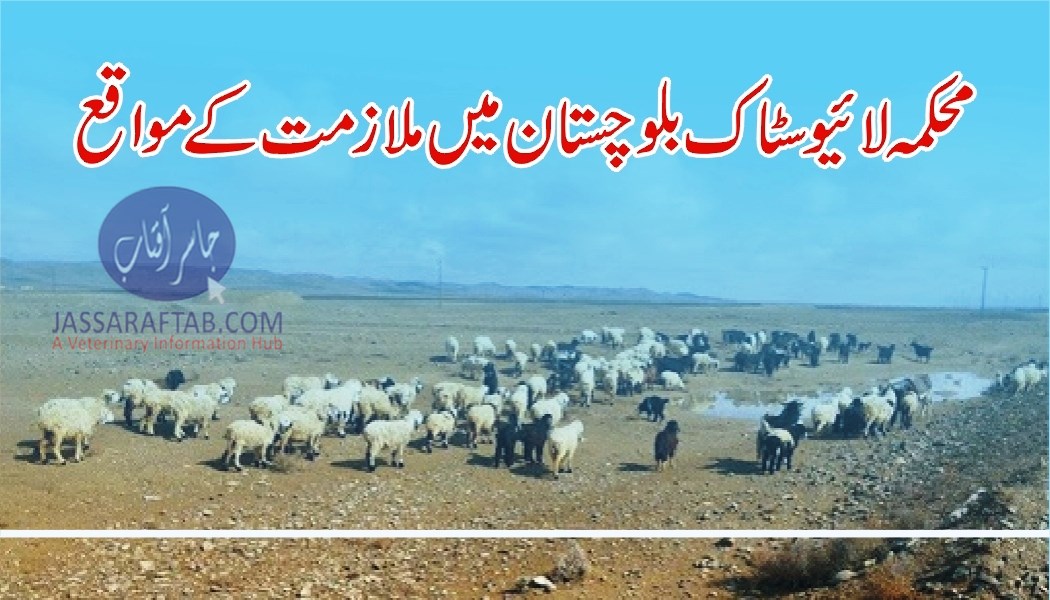 محکمہ لائیوسٹاک بلوچستان میں ملازمت کے مواقع
