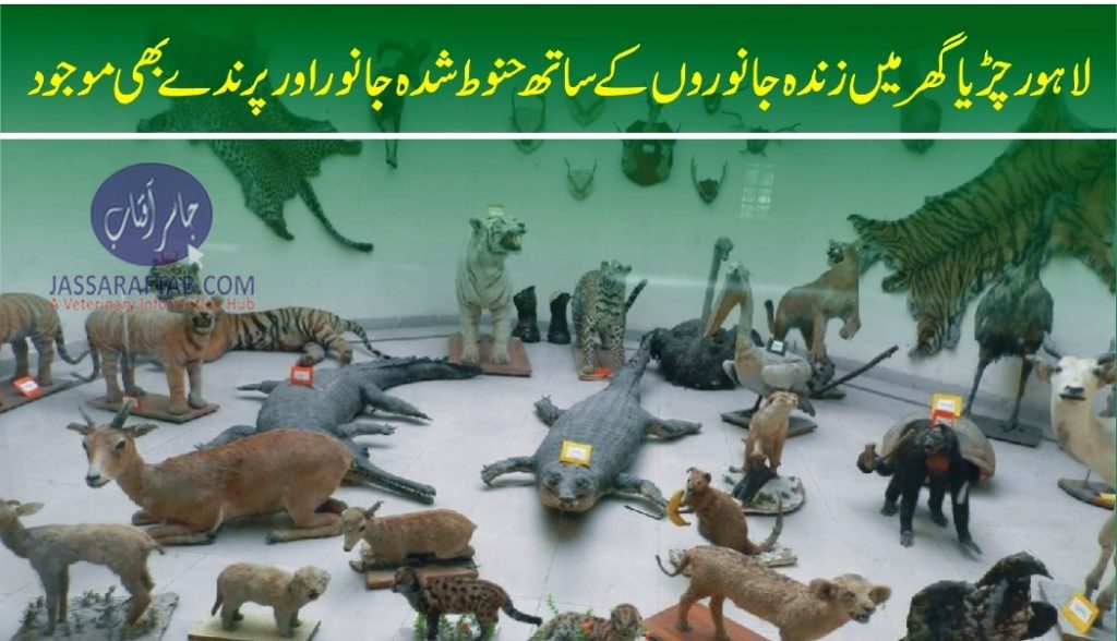 Embalmed birds and animals displayed at Lahore zoo
