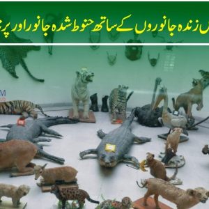 Embalmed birds and animals displayed at Lahore zoo