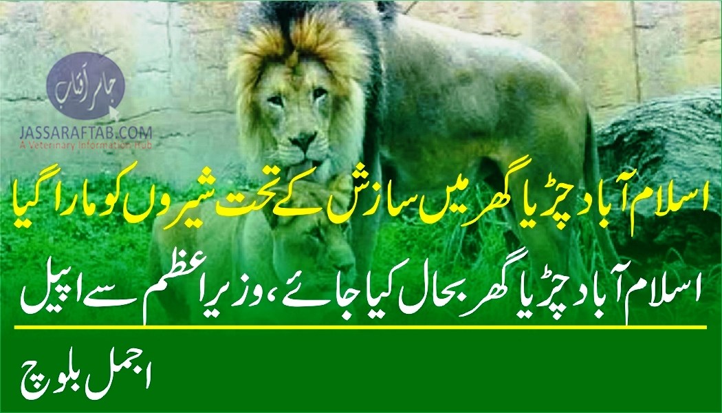 اسلام آباد چڑیاگھر میں سازش کے تحت شیروں کو مارا گیا،اجمل بلوچ
