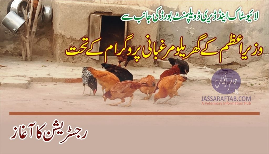 PM Backyard poultry program