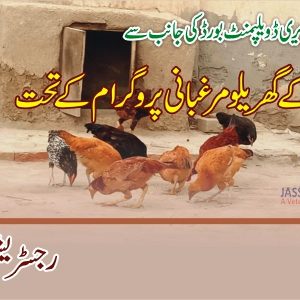 PM Backyard poultry program