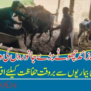 Vaccination of animals in Sindh