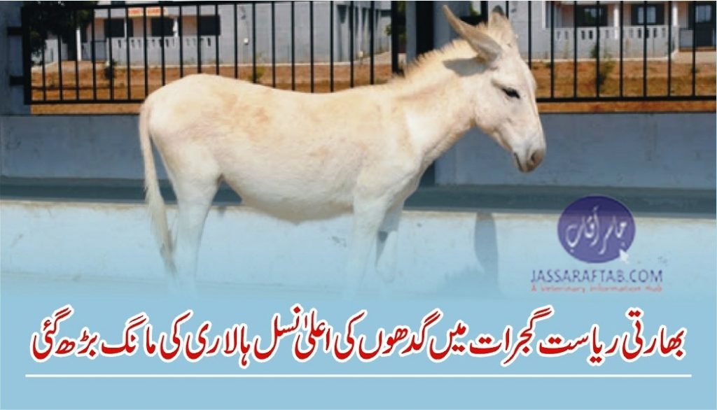 Halari Donkey of India