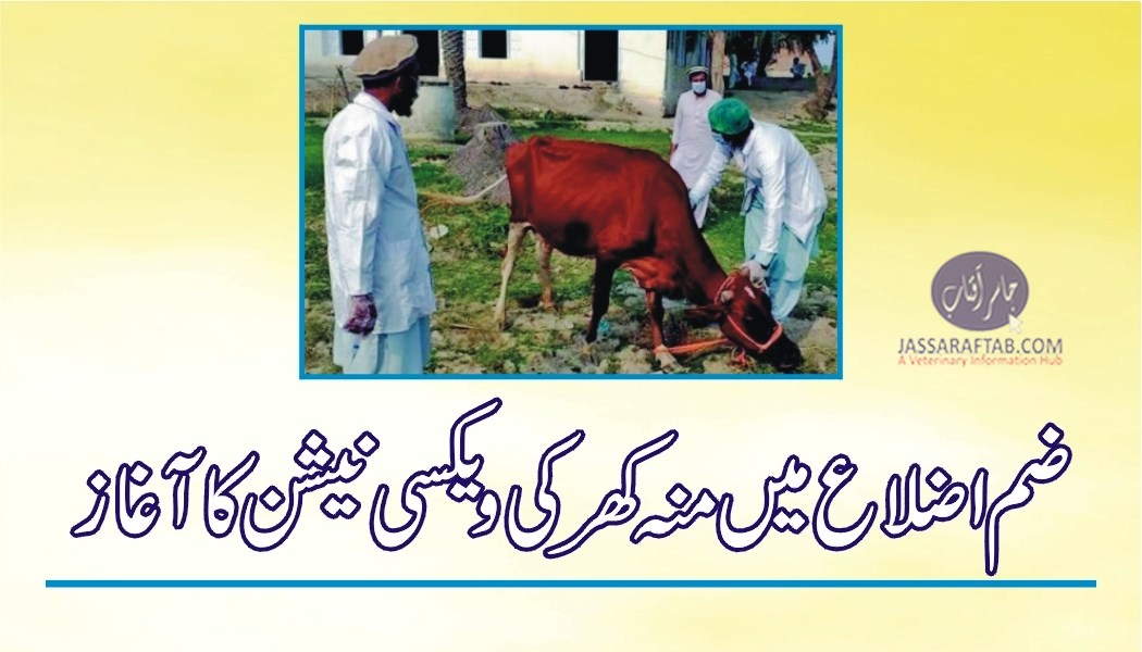 Vaccination of animals against FMD