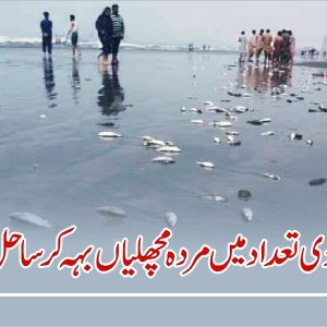 Large number of dead fish washed up the Seaview Beach