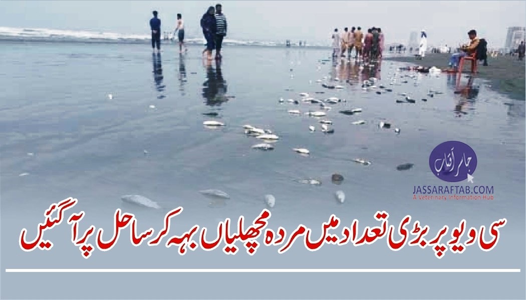 Large number of dead fish washed up the Seaview Beach