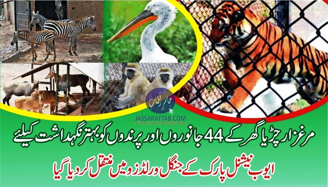 Marghazar zoo animals shifted to Ayub national park zoo
