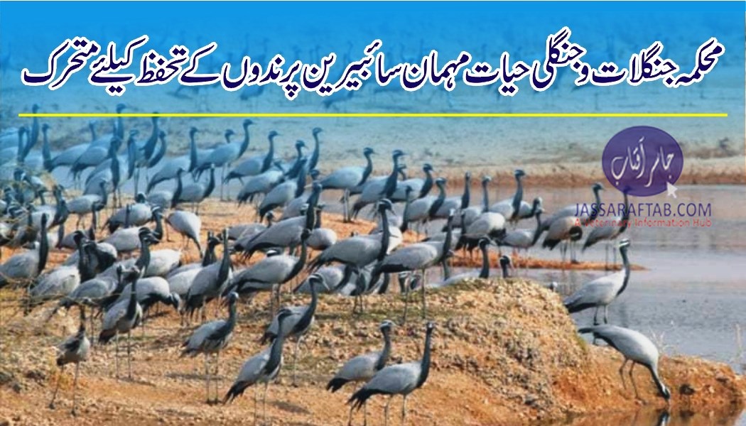 Conservation of migratory birds