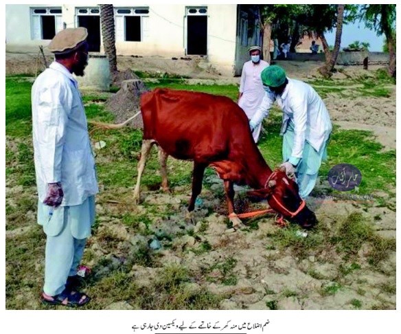 FMD Vaccination in Cow