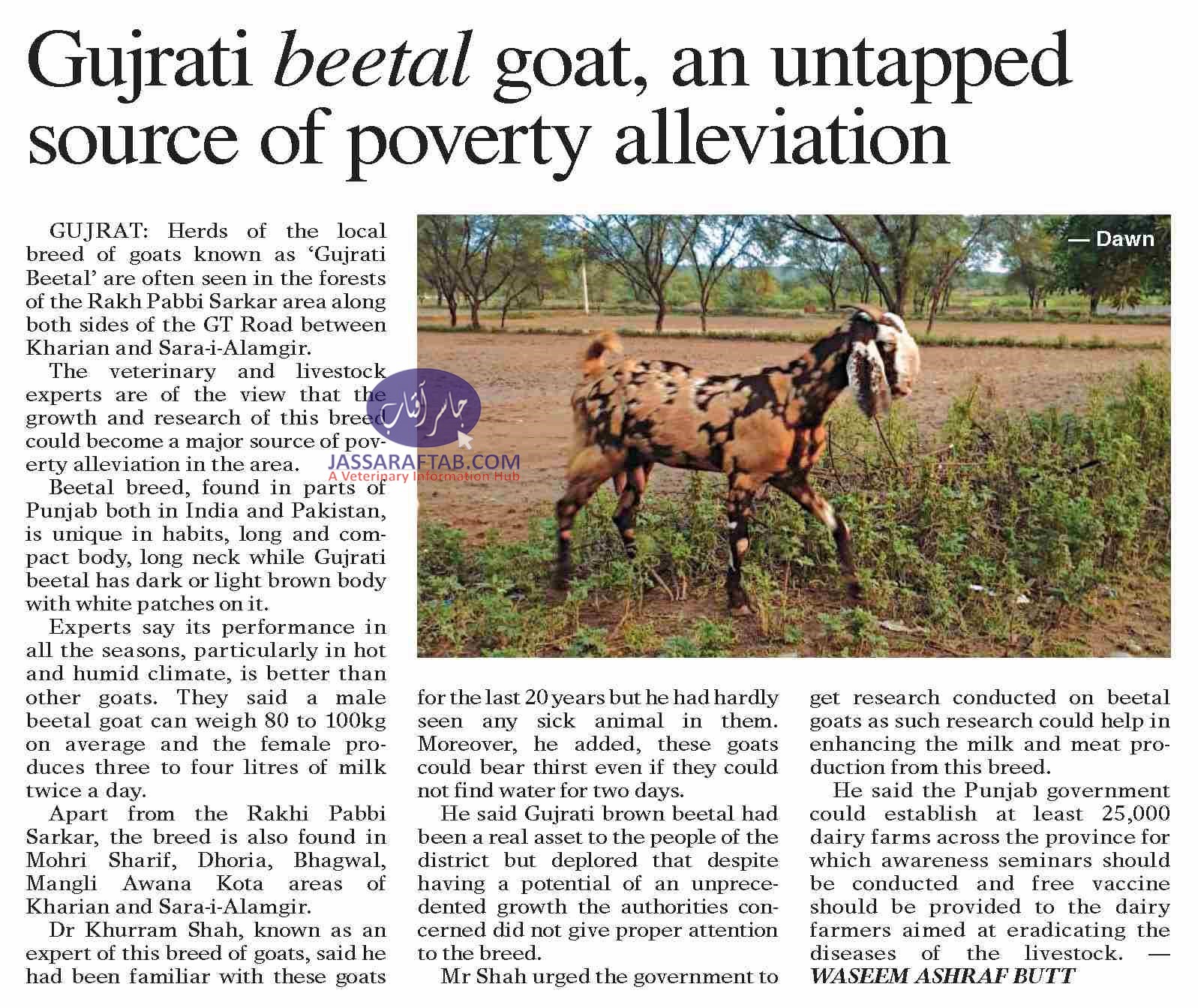 Gujrati Beetal Goat production potential