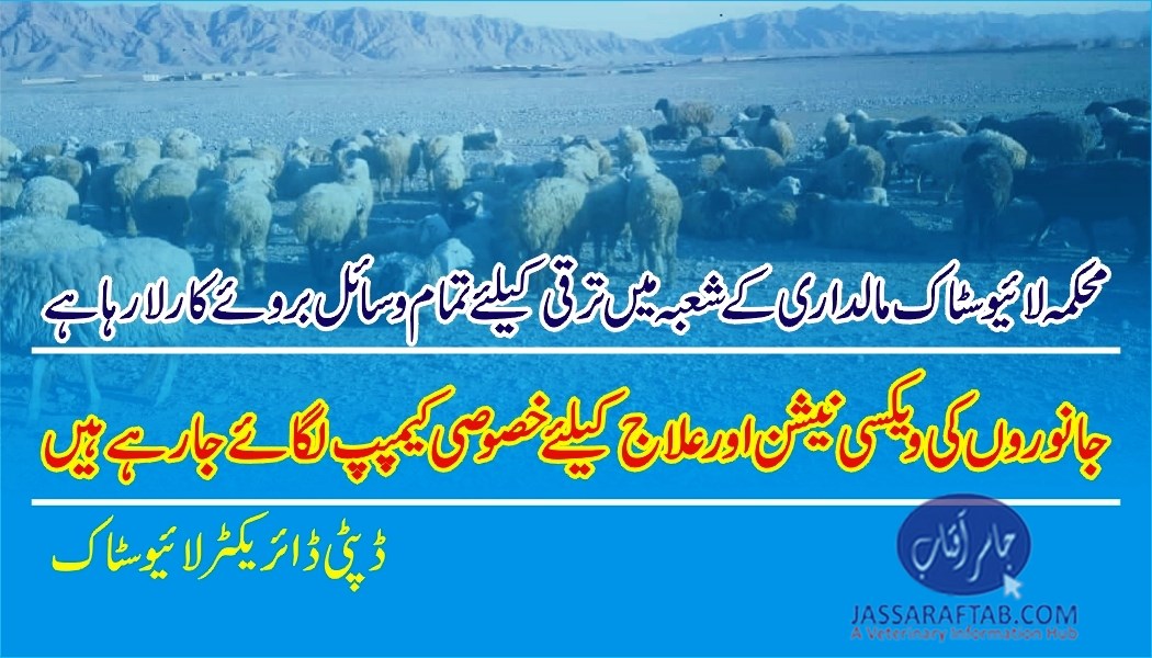 Development of Livestock sector Balochistan